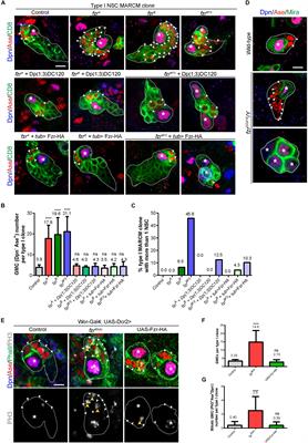 Fzr/Cdh1 Promotes the Differentiation of Neural Stem Cell Lineages in Drosophila